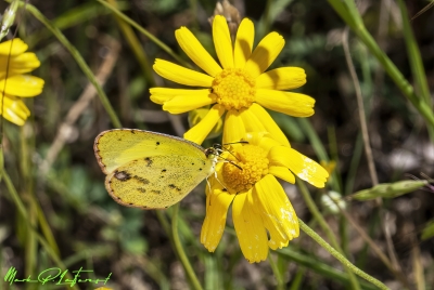 Clouded Yellow Butterfly 2023